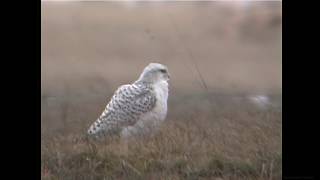 シロハヤブサ（1）数少ない冬鳥（北海道・森町） - Gyrfalcon - Wild Bird - 野鳥 動画図鑑