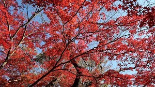 2019 「白野江植物公園」紅葉まつり