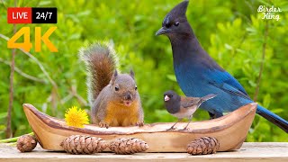 🔴 24/7 LIVE: Cat TV for Cats to Watch 😺 Beautiful Birds and Squirrels 4K