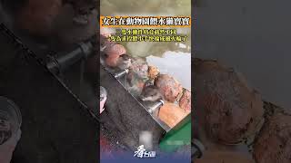 女生在動物園餵水獺寶寶，三隻水獺性格竟截然不同，一隻為求投餵小手快掄成風火輪了！