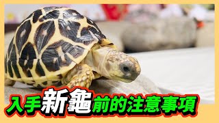 【星龜】印度星龜日常生活323~入手新龜前的注意事項~