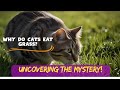 Why Do Cats Eat Grass? Uncovering the Mystery!