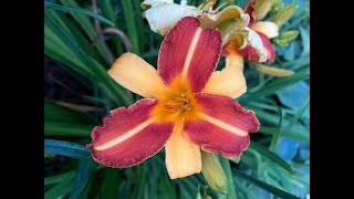 Transplanting a TRICOLOR BEECH tree \u0026 Daylilies SHOW