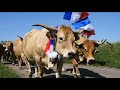 transhumance 2017 race aubrac château cropières raulhac cantal france