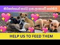 The Heartbreaking Reality Sri Lanka's 2 Million Street Dogs