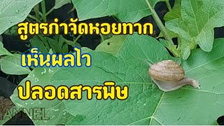 💥สูตร..!! กำจัดหอยทาก แบบเข้มข้น I DEAW CHANNEL