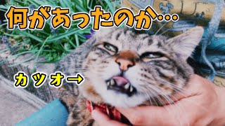 ボス猫と鉢合わせしたカツオ…【キジトラ保護猫カツオ】