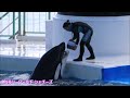 シャチはデッカイのに超可愛い～😍鴨川シーワールド ラビー orca