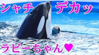 シャチはデッカイのに超可愛い～😍鴨川シーワールド ラビー orca