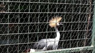 Grey Crowned Crane 灰頸冠鶴觀察