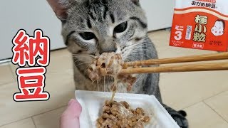 猫が初めて納豆を食べた時の反応が予想外だったｗ