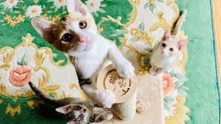 猫を５匹保護して９０日。猫壱のつめとぎポールをかってみました。うすちゃんたちもちらり。It has been 90days since I rescued 5 cats.