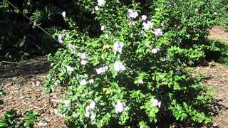 Brunfelsia pauciflora 'compacta'