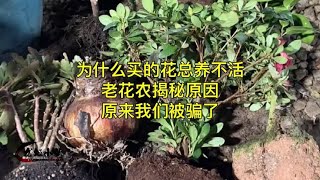 为什么买的花总养不活？老花农揭秘原因：原来我们被骗了