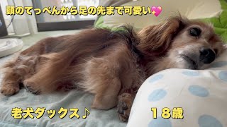 老犬はよく寝ておっとりしていて可愛いです（シニア犬）（ダックスフンド）