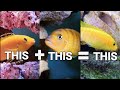 Yellow Lab X Kenyi Hybrid Fish | Malawi Mbuna African Cichlids