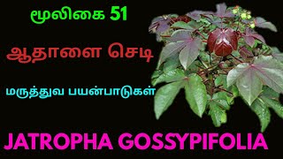 ஆதாளை செடி|ஆதளை|செவ்வாமணக்கு|Aadhalai plant|Jatropha gossypiifolia|அலசல்