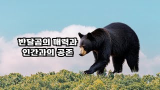 반달곰의 매력과 인간과의 공존