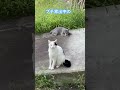 ネコと子ネコとおじさん　プチ家出中のブルーガとニャンズ　 shorts cat cats 猫 保護猫 子猫 ブルーガ