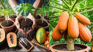 Great tips for growing super dwarf papaya on a large scale