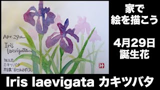 家で絵を描こう　４月29日誕生花　Iris lawvigata カキツバタ