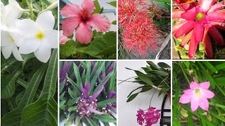 Tropical Flowers of  the Caribbean Islands ( Orchids, Hibiscus, Plumeria etc. )