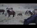 stock video wild horse pony moving with the herd through the desert