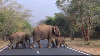 குட்டி யணையை மற்ற காட்டு யானையுடன் சேர்த்து வைத்த வனத்துறையினருக்கு சுப்ரியா சாஹு, IAS  பாராட்டு