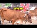 Fulfil Your Qurbani Today - A Sacrifice That Feeds the Hungry