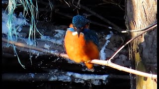 カワセミ調布地区お父さん往復 #カワセミ #野鳥 #birds #wildlife #nature #自然観察ぶらり散歩