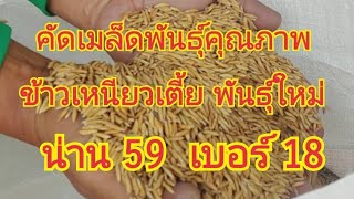 คัดเมล็ดพันธุ์คุณภาพ  ข้าวเหนียวเตี้ย พันธุ์ใหม่..น่าน 59  เบอร์ 18....0899428684  0925164252