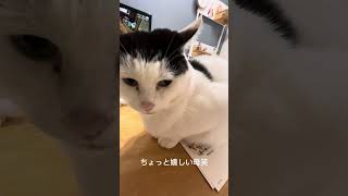 年賀状を書きたい母vs何としても阻止したい猫の攻防がこちら