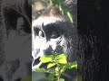 took a hidden picture of the gorilla. gentaro momotarofamily gorilla gentaro gorila gorille