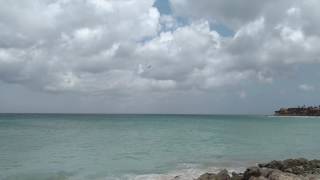 Diving birds of aruba