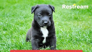 We Rescued A Tiny Toy Puppy