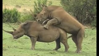 Call of the Wild: Sex in the Animal Kingdom (2003 Documentary)