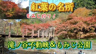 (vlog)静岡県の紅葉の名所！もみじ狩りに行ってみた！滝ノ谷もみじ公園、滝ノ谷不動峡