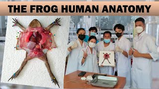 The Frog Human Anatomy | Frog Anatomy | Internal Anatomy  #frog #humananatomy #anatomy