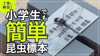 トンボ 昆虫標本の作り方【初心者向け・小学生でもできる】