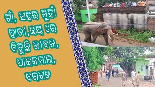 MBLT NEWS, ଗାଁ, ସହର ମୁହାଁ ହାତୀ,ଭୟ ରେ ବିତୁଛି ଜୀବନ , ପଦ୍ମପୁର, ବରଗଡ