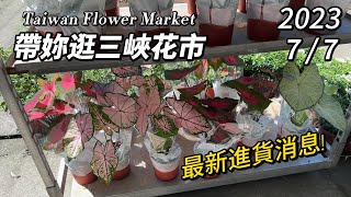 帶妳逛三峽花市~週末搶先看! 2023.7.7 法老王面具3吋20元 買5送2!|錦緞100元|多肉植物|觀葉植物|觀音蓮|甲骨文|蔓綠絨|虎尾蘭|黑絲絨|圓葉花燭|龜背芋|日本雪瑩|