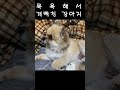 목욕해서 개빡친 강아지ㅋㅋㅋㅋㅋㅋㅋㅋ 화좀풀어ㅠㅠ