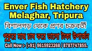 Tripura Fish Farming || Pranab Chakraborty || Bishalghar, Tripura