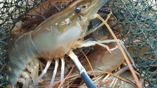 mantap prangkap jaring udang babon pembawa hasil