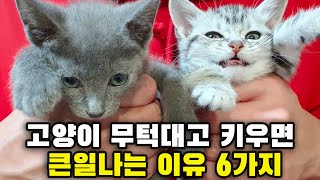 실제 집사가 고양이 입양을 말리는 이유 6가지! (고양이 단점 경험담)