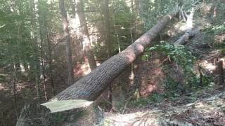 Felling a big poplar with a Stihl 661