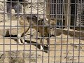 一斉に放飼場へ飛び出してくるオオカミの子供たち （東山動植物園2010）baby timber wolf