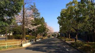 2015年たまプラーザの桜・新石川★たまプラーザ　あざみ野　賃貸　売買　マンションなど