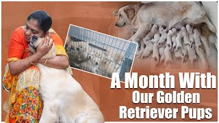 మా Candy పిల్లల అద్భుతం అయినా 1-month journey | 1 month journey with golden retriever pups | TTH