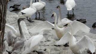 Swan Fight